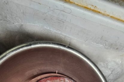 Esta fue la anguila qe también se descubrió en el comedor.