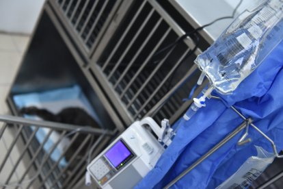 Le administran analgésicos mediante un suero intravenoso.