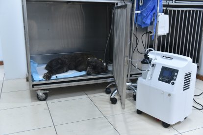 La perrita recibe atención en una clínica ubicada en el valle de Los Chillos.
