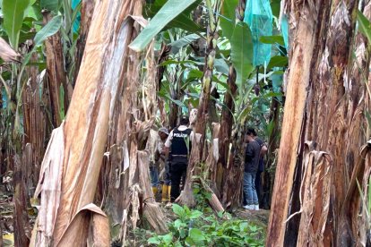 El cuerpo fue enterrado entre unas plantaciones de banano.