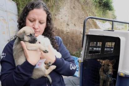 Los animalitos fueron llevados a un refugio donde les dan atención médica.