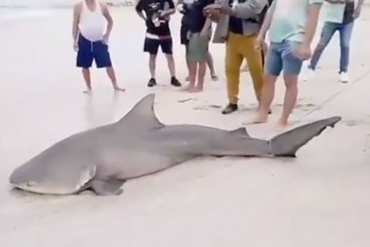 Las autoridades instan a los bañistas a ser cautelosos en la zona del avistamiento