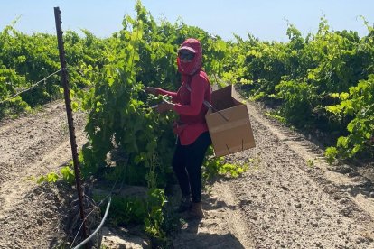 Llevan 30 años cosechando nuestros campos y limpiando nuestros hoteles. Los empresarios los necesitan