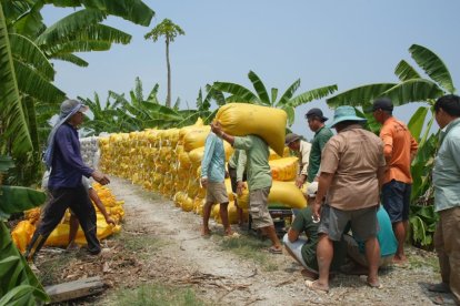 Ecuador podría perder su posición como segundo exportador mundial de plátano