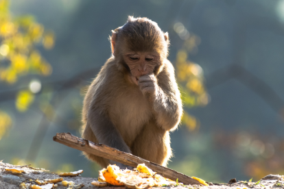 Referencial. El animal fue trasladado a un centro de acogida temporal del Ministerio del Ambiente.