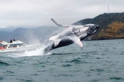 Empieza la temporada de avistamiento de ballenas en la costa ecuatoriana.