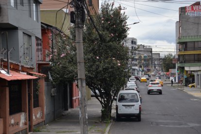 En algunos tramos de la urbe, los cables atraviesan los árboles, generando un riesgo.