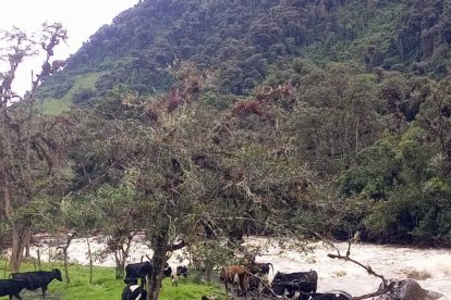 Otra grave preocupación es la falta de alimento para los animales.