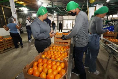 La mandarina de la variedad Tango de Ecuador que se exporta a Estados Unidos.