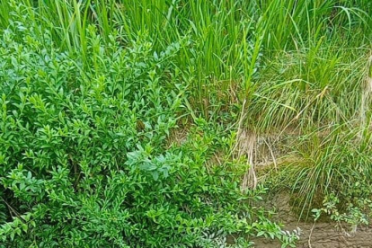Este fue uno de los cadáveres embalados. Lo hallaron en un canal de riego.