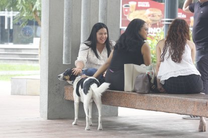 Puerto Santa Ana es un lugar de perros felices con familia, pero también lo fue, por un tiempo, para Firulais