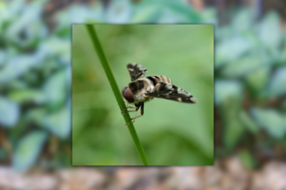 En Ecuador, fue hallada una especie de mosca que en América solo había sido registrada en otros tres países.