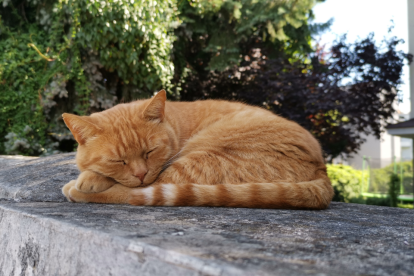 Las losas de hormigón ofrecen a los gatos una superficie firme, fresca y segura para relajarse al aire libre.
