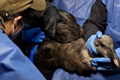 El ave se encuentra en una condición crítica.