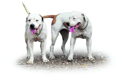 El instructor Johan Plaza guía a una jauría en pleno entrenamiento, entre ellos las pitbulls Bruma y Candy.