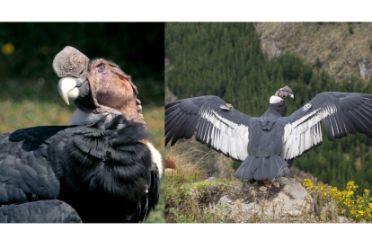 Este cóndor es una de la especies más emblemáticas de nuestra región, y se busca su preservación a toda costa