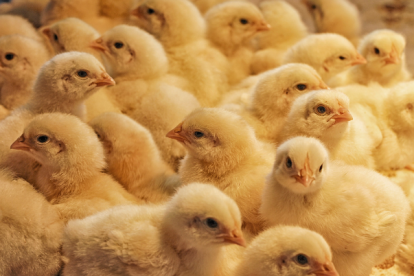 La señora se fue de viaje y al regresar encontró su casa llena de pollitos.