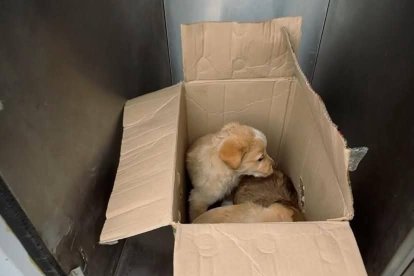 Cachorros en condiciones deplorables eran ofrecidos a plena luz del día, sin vacunas ni cuidados básicos.