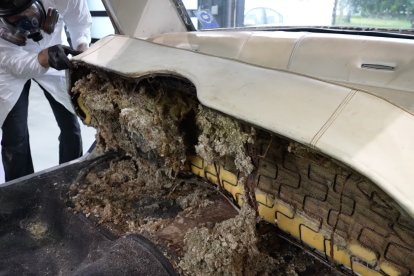 Roedores y otras plagas pueden hacer nidos debajo de asientos en autos desaseados.