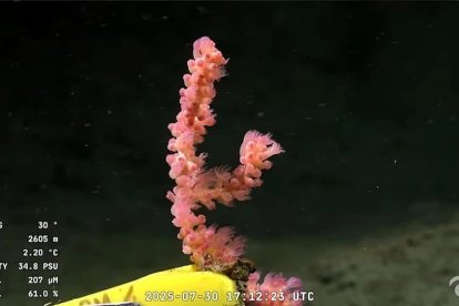 Especie marina encontrada por el vehículo operado remotamente de la expedición.