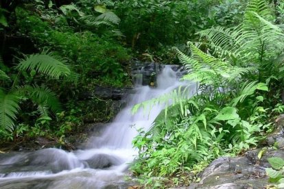 Cerro Blanco, un oasis verde que impulsa la educación ambiental y el ecoturismo en Guayaquil.