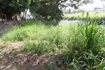 Las personas usan la maleza para ocultarse.