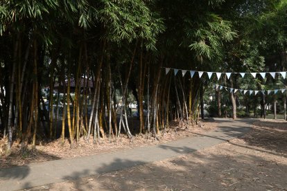 Los grandes y frondosos árboles del parque de San Felipe permiten ‘tapiñarse’ a las personas.