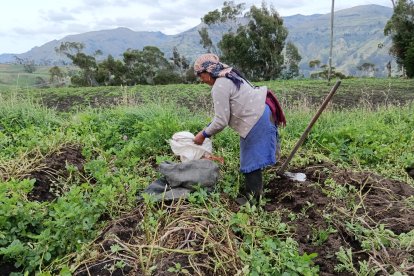 TUNGURAHUA. LAS PAPAS, MAIZ, FRESAS, MORA Y HORTALIZAS ENTRE LOS CULTIVOS AFECTADOS POR EL CAMBIO DE CLIMA.
AG-EXTERNO