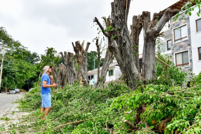 Fueron nueve árboles los que fueron cortados por la administración de la ciudadela.