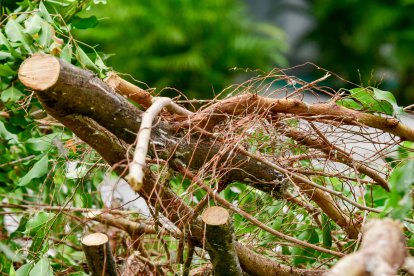 Juntos con las ramas de los árboles trasquilados también cayeron varios nidos de aves.