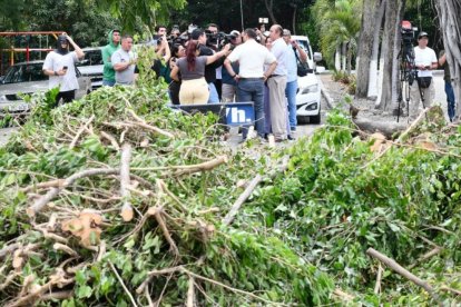 Tala de ficus en Las Garzas deja a cientos de aves sin hogar.