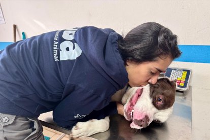 El perrito recibe atención médica.