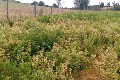 La hierba y el forraje están quemados por las bajas temperaturas.