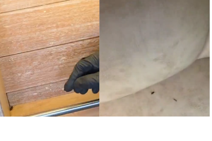 Varias cucarachas fueron encontradas en cada parte del local