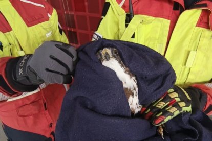 El ave fue revisada y liberada en el bosque