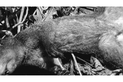 Ese era el estado de varias ardillas en el sector de Urdesa