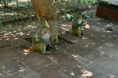 Los monos te pueden dar la bienvenida, pero cuidado con las botellas de agua: se las llevan.