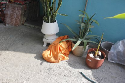 La mascota de la familia también fue asesinada.