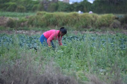 Los mismos agricultores cosechan y luego llevan sus productos al mercado.