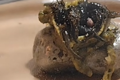 La extraña criatura sigue creciendo a pesar de no alimentarse.