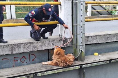 Un bombero intenta sujetar al perro con una soga para evitar que se caiga al caudaloso río.