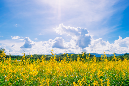 Descubre por qué regalar flores amarillas el 21 de septiembre se ha convertido en una tradición viral en Latinoamérica.