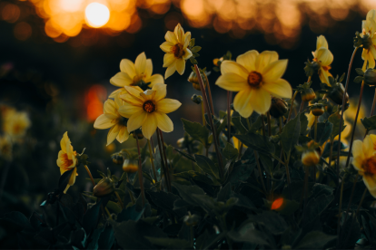 ¿Por qué se regalan flores amarillas este día?