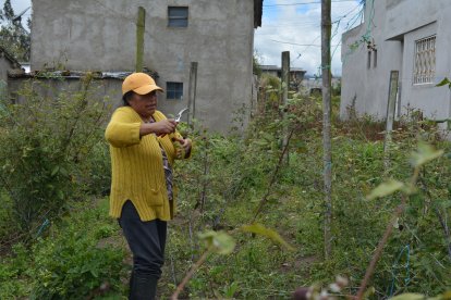 Productores locales, como Jenny Palate, aseguran que el paro les impide comercializar sus cosechas, provocando pérdidas irreparables.
