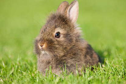 El Día Mundial de los Animales se celebra el 4 de octubre.