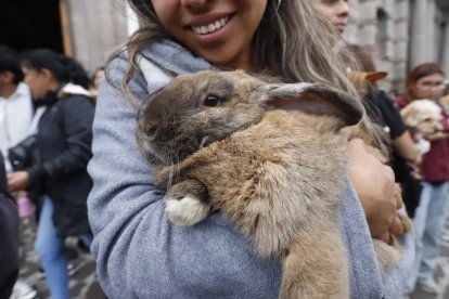 Hubo conejos y hámsteres
