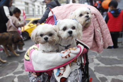 Algunos feligreses llevaron a sus perros en coches de bebé.