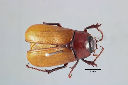 Su nombre, sumacoensis, rinde homenaje al volcán amazónico donde fue encontrada.