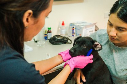 Para agendar el turno de la cirugía, es necesaria una consulta previa en el CBA.