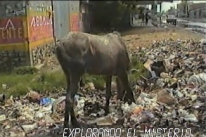 Un burro hurga entre la basura acumulada en una de las imágenes.